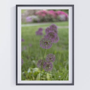Purple Allium Flower Print | Dreamy Botanical Wall Art | Stockholm Sweden Nature Photography | Soft Focus Floral Decor | Garden Lover Gift