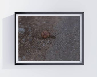 Slow Life Snail Photography Print | Nature Wall Art | Moody Minimalist Animal Poster | Rustic Outdoor Decor | Scandinavian Aesthetic