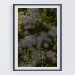 Weiße Wildblumen im Sonnenlicht Fotografie Druck | Verträumte Natur Kunst | Stimmungsvolle Blumenwanddekoration, Gelassenes nostalgisches Wandposter, verschwommen