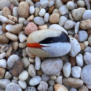 Royal Tern Bird Hand Painted Rock, free shipping