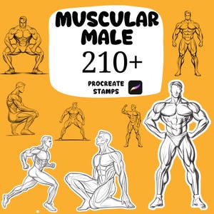 May include: An orange background features illustrations of muscular male figures in various poses. The text "MUSCULAR MALE 210+" is displayed in bold black letters, with "PROCREATE STAMPS" below it.