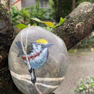 Puede incluir: Una piedra pintada a mano presenta una representación detallada de un pequeño pájaro con plumaje amarillo, azul y marrón posado en una rama. El pájaro está pintado sobre una piedra gris con una franja blanca, sobre un fondo natural borroso.