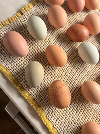 Dozen Fertilized Rainbow Eggs