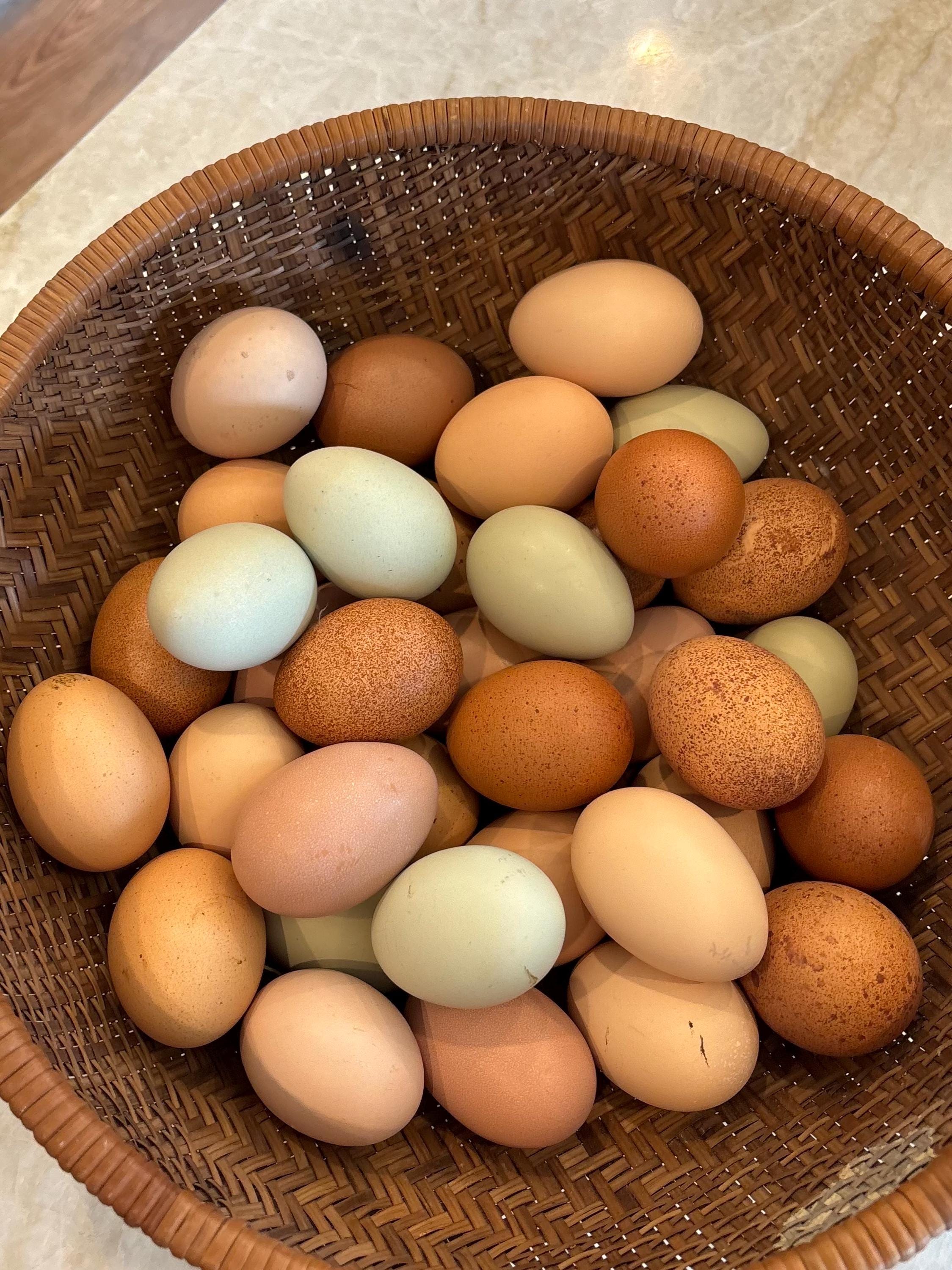 Dozen Fertilized Rainbow Eggs