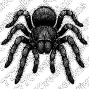 Tarantula Vector Illustration, Tarantula Svg, Tarantula Png, Tarantula Art, Tarantula Clipart & Cut, Tarantula Silhouette, Creepy Tarantula