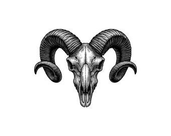 Ram Skull Vector Illustration, Ram Skull SVG, Ram Skull PNG, Ram Skull JPG, Skull Art And Clipart, Skull Silhouette, Horned Skull, Wild Ram