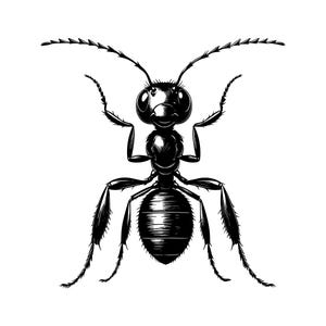 May include: A black and white graphic illustration of an ant shown from a top-down perspective. The insect features a segmented body, a large head with two long antennae, and six legs with fine, hair-like details along the outer edges.