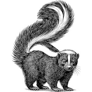 Peut inclure: Illustration en noir et blanc d'un putois. Le putois est représenté de profil, avec sa queue rayée distinctive relevée. L'image utilise des lignes fines pour représenter la fourrure et les marques de l'animal.