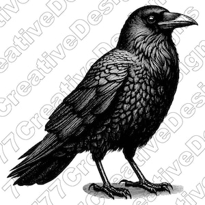 Crow Vector Illustration, Crow Svg, Crow Png, Crow Jpg, Crow Art, Crow Clipart, Crow Cut Files, Crow Silhouette, Flying Crow, Black Bird