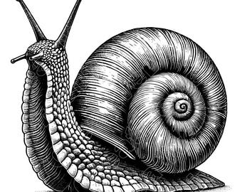 Ilustración vectorial de caracol, caracol SVG, caracol PNG, caracol JPG, arte de caracol, clipart de caracol, archivos de corte, silueta de caracol, caracol de jardín, caracol lindo