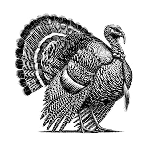 Wild Turkey Vector Illustration, Turkey SVG, Turkey PNG, Turkey Art, Turkey Clipart, Cut File, Turkey Silhouette, Woodland Turkey, Game Bird