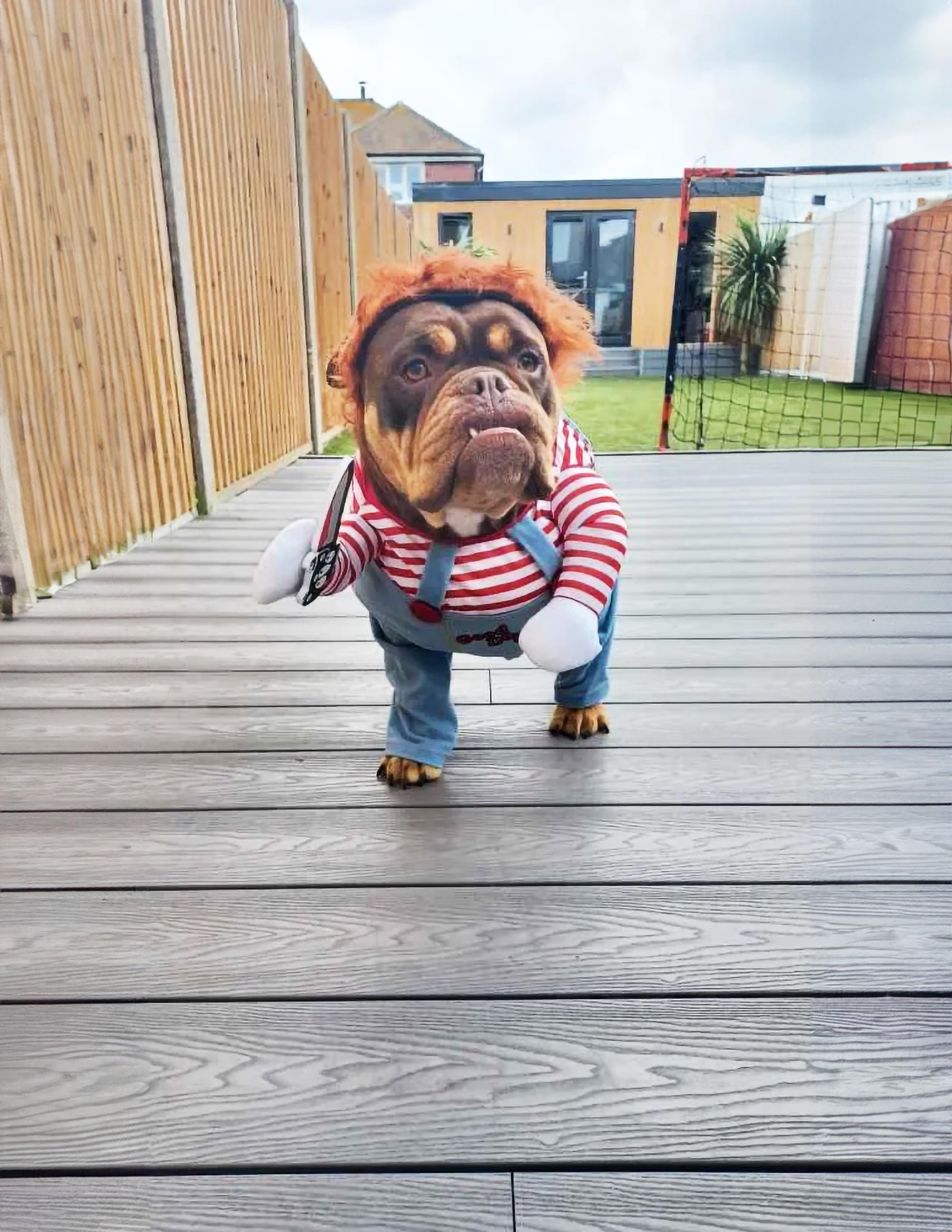 Cane Bulldog Maglia Bulldog Francese H&m Bulldog Halloween