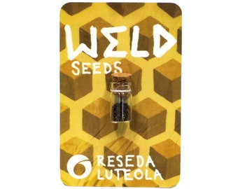 Weld Seeds : Yellow Natural Dye Plant