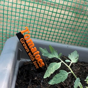 May include: A close-up of a tomato plant growing in a gray container. An orange and black label reads "Tomatoes Grown with love." The plant has green leaves and is surrounded by dark soil. A green mesh background is visible.