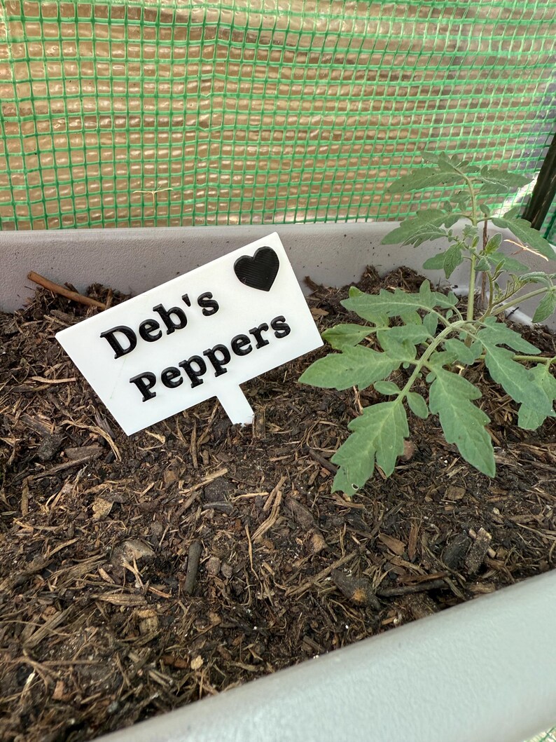 Puede incluir: Una joven planta de tomate en una jardinera gris. Un letrero blanco con las palabras "Deb's Peppers" y un coraz&oacute;n negro est&aacute; en la tierra. La tierra es de color marr&oacute;n oscuro y est&aacute; acolchada. Una estructura de malla verde est&aacute; en el fondo.