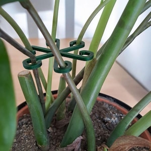 May include: Green plastic plant support clips securing plant stems in a brown pot. The clips are shaped like interlocking crosses, providing support to the plant's stems. The plant has green and brown stems and leaves.