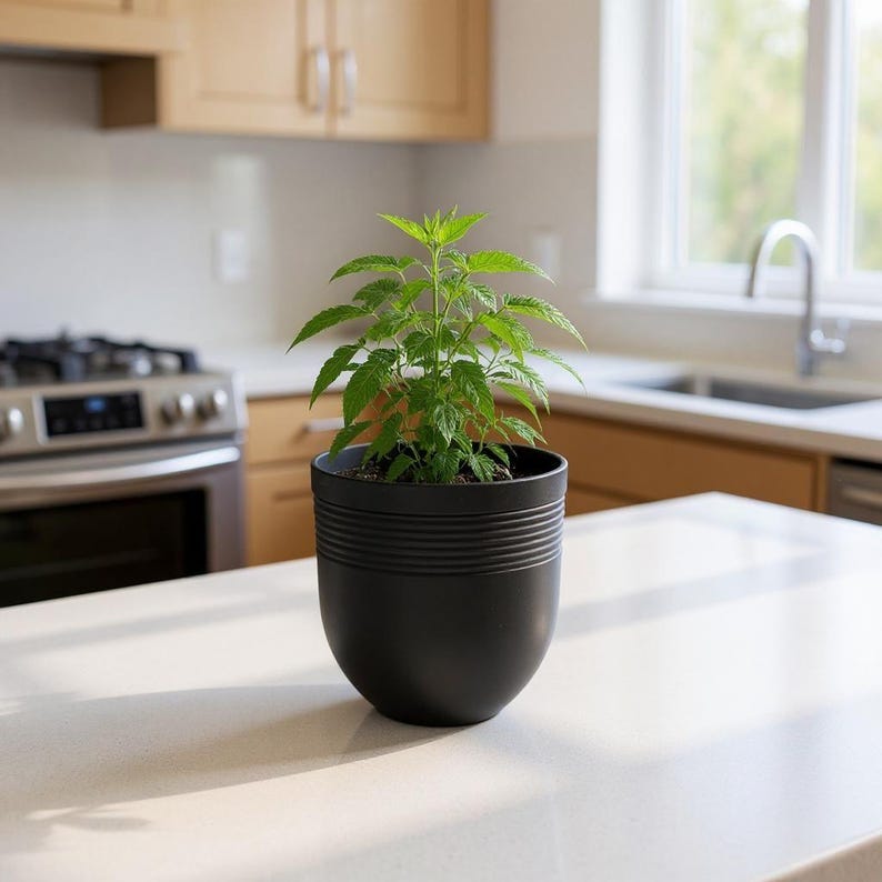 May include: A small, green leafy plant in a black, round, ceramic pot with horizontal ridges. The pot sits on a white countertop in a kitchen setting. The background includes a stainless steel stove, cabinets, and a window.