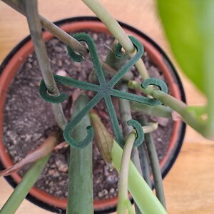 May include: A green plant support structure, shaped like a star, is placed over a potted plant. The support has curved hooks to hold plant stems. The pot is brown with soil, and the background is a wooden surface.
