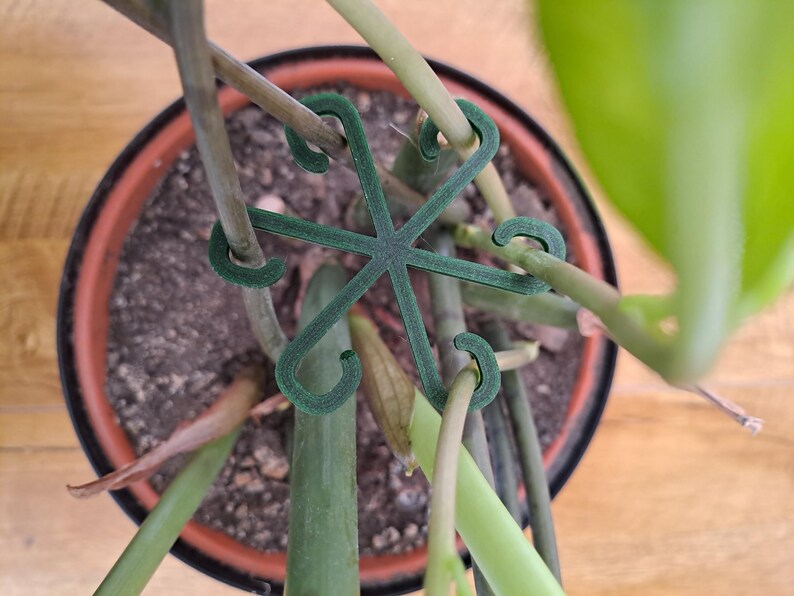 May include: A green plant support structure, shaped like a star, is placed over a potted plant. The support has curved hooks to hold plant stems. The pot is brown with soil, and the background is a wooden surface.