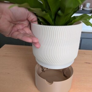 May include: A white, ridged planter pot holding a green plant, sitting above a beige saucer. The pot has a curved design. The plant has large, wavy leaves. The pot and saucer are on a light wood surface.