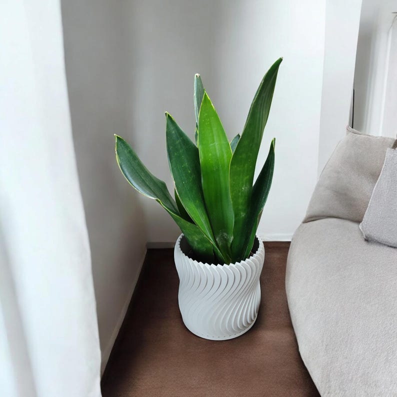 May include: A potted snake plant with long, green leaves and yellow edges. The plant is in a white, textured pot with a swirling design. The pot sits on a brown surface near a white wall and a beige couch.