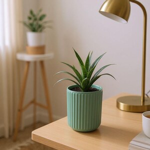 May include: A small green potted plant with long, pointed leaves sits on a light wood table. The plant is in a light green, vertically ribbed pot. A gold desk lamp and a small white plant on a side table are in the background.
