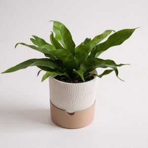 May include: A white ceramic mug with a black handle and the text "But first, coffee" in a handwritten style. The mug is on a white surface. The mug is approximately 4 inches tall.