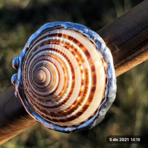 May include: A silver ring featuring a large, round, brown and white seashell. The shell has a spiral pattern with concentric circles.