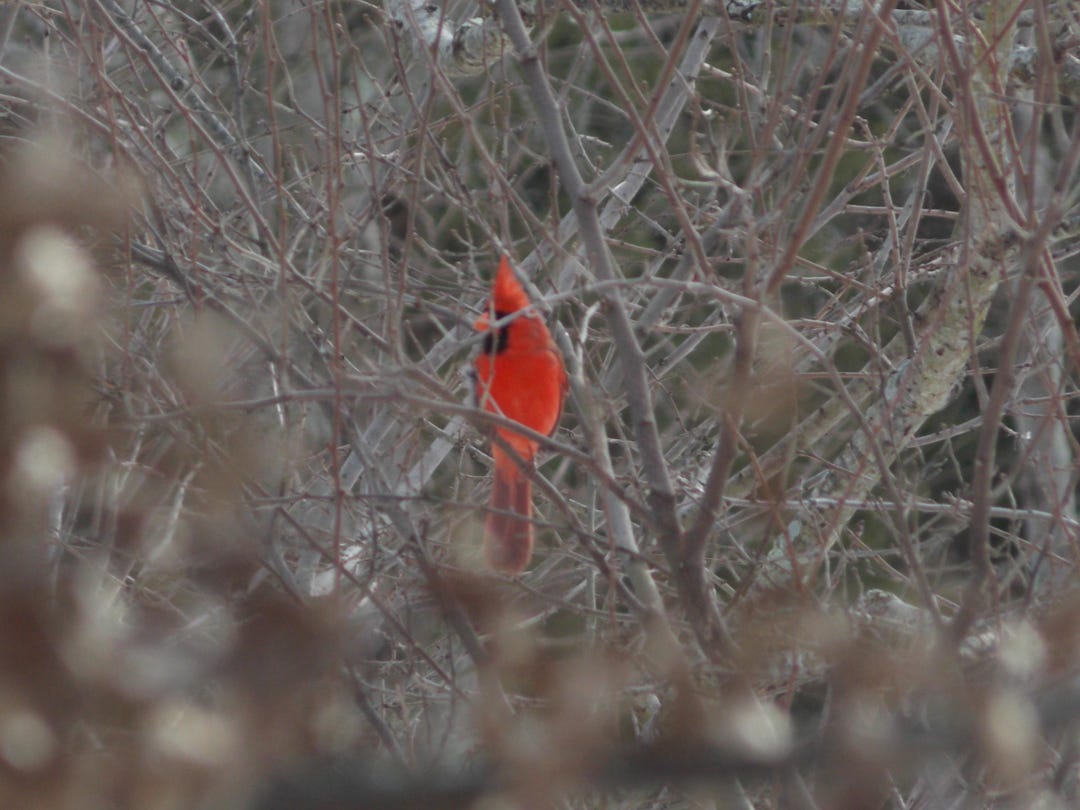 Virginia Cardinal Sign Virginia Cardinal - Etsy
