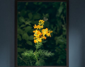 Yellow Flower Wall Art – Minimalist Nature Photography Print, Botanical Home Decor, Floral Aesthetic