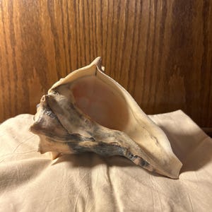 Conch shell