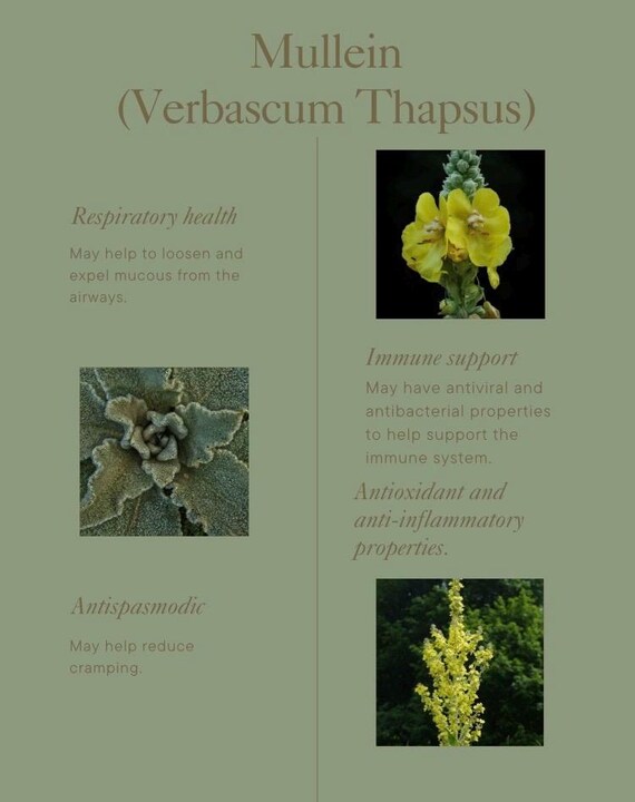 Organic Mullein (verbascum Thapsus) Supplements 300+ MG per Capsule - Etsy
