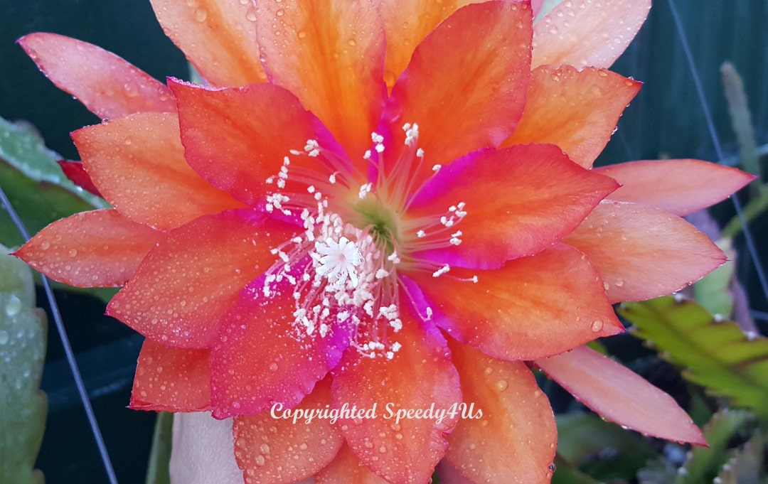 Epiphyllum Orchid Cactus – Three Oranges – Healthy Cuttings