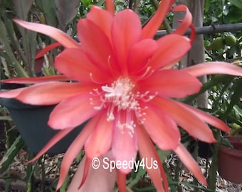 Epiphyllum "Tele" Orchid Cactus Cutting