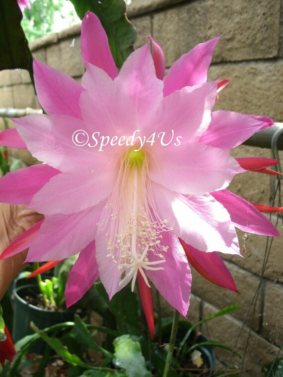 Chiyo Matsumiya Epiphyllum Orchid Cactus Cutting Etsy