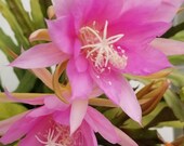 Rarely Offered PJ Schades Epiphyllum Orchid Cactus Cutting
