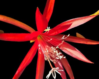 Whirligig Epiphyllum Orchid Cactus Cutting