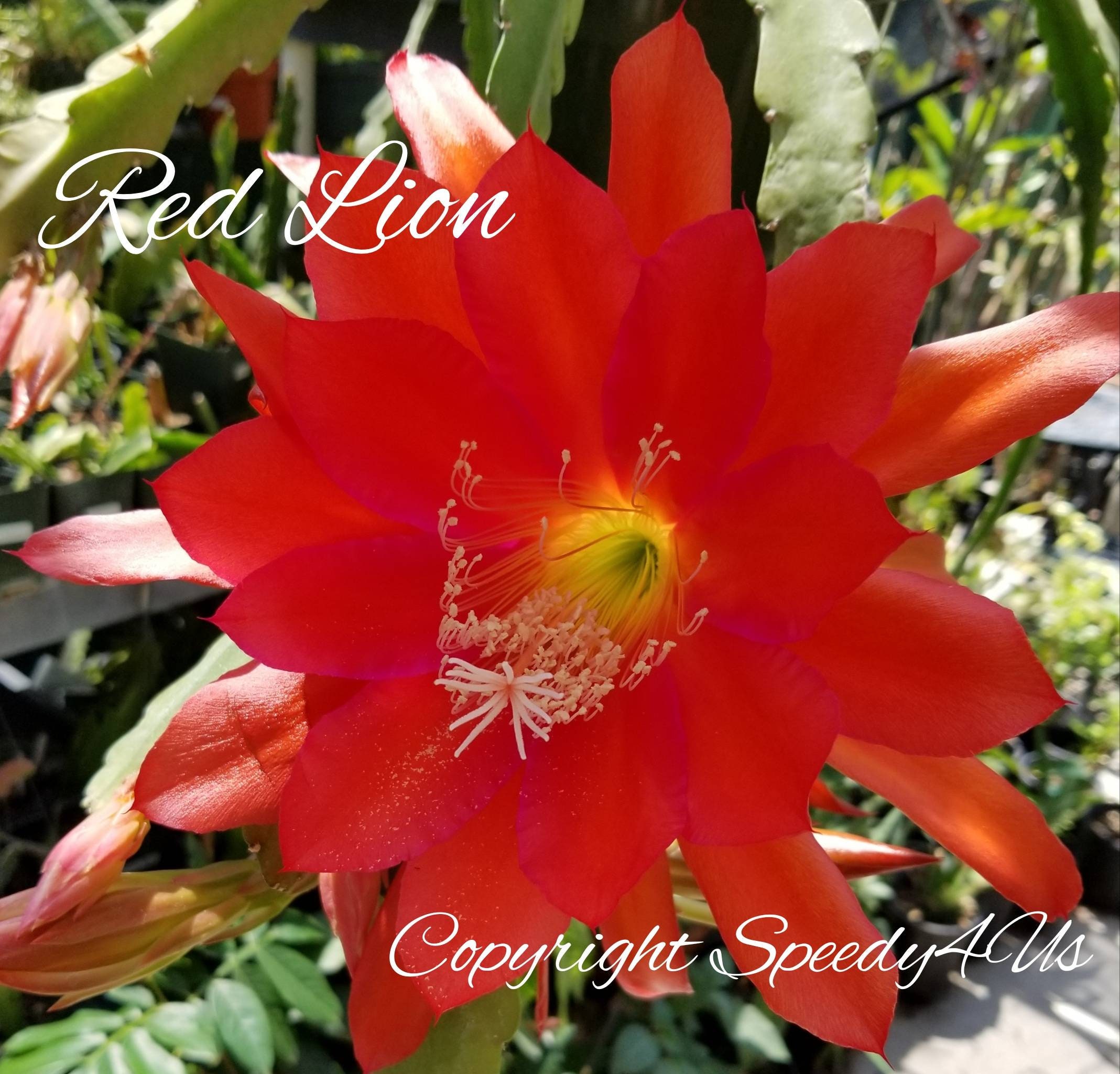 EPIPHYLLUM ORCHID CACTUS RED CUTTING EPIPHYLLUM ORCHID CACTUS RED CUTTING