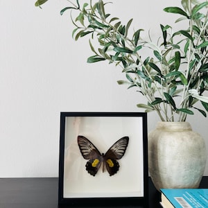 Ornithoptera Plateni Birdwing Butterfly | Real Framed Insect | 8x8 Shadow Box | Rare Specimen Wall Art | Nature Decor