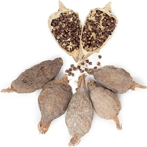 Può includere: Vista aerea di baccelli e semi secchi. Due metà di un baccello sono aperte, rivelando molti piccoli semi marrone scuro. Diversi baccelli interi sono disposti attorno al baccello aperto, con alcuni semi sparsi nelle vicinanze.