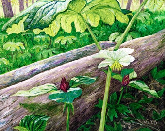 May Apple and Trillium, 8 x 10 in., giclee print