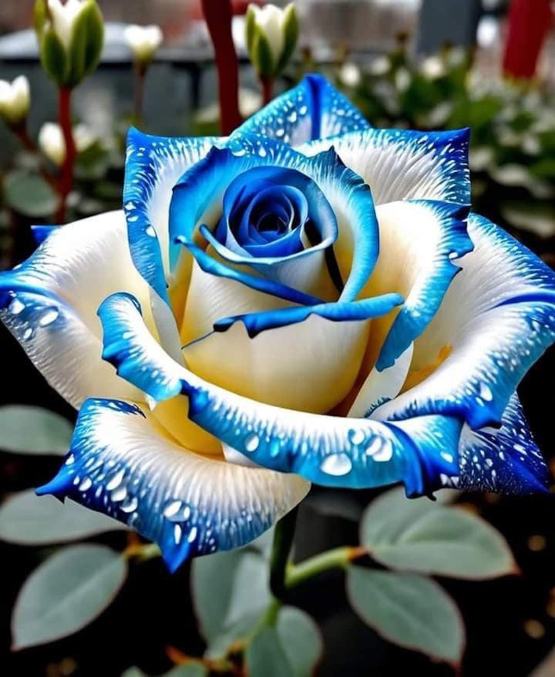 20 Rare Rose Seeds – Non-gmo Heirloom Variety - Etsy