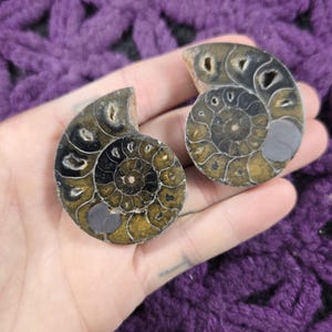 May include: Two fossilized ammonites, one brown and black and the other a darker brown, with a spiral pattern. The ammonites are held in a hand.