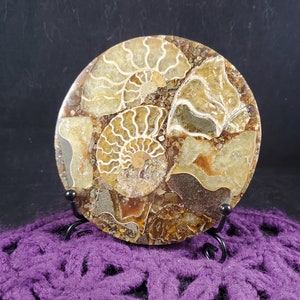 Ammonite Slice Disc Polished Display Plate Stones Crystals Fossil Spirals Madagascar shell fossils disk with free stand