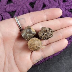 3 Prophecy Stones Pseudomorph Hematite Limonite Goethite after Pyrite Marcasite Raw Crystal Natural Rare Rough White Desert Egypt