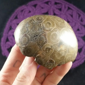 Fossil Coral Polished Natural Display Stone Crystals Fossilized Spirals Morocco large