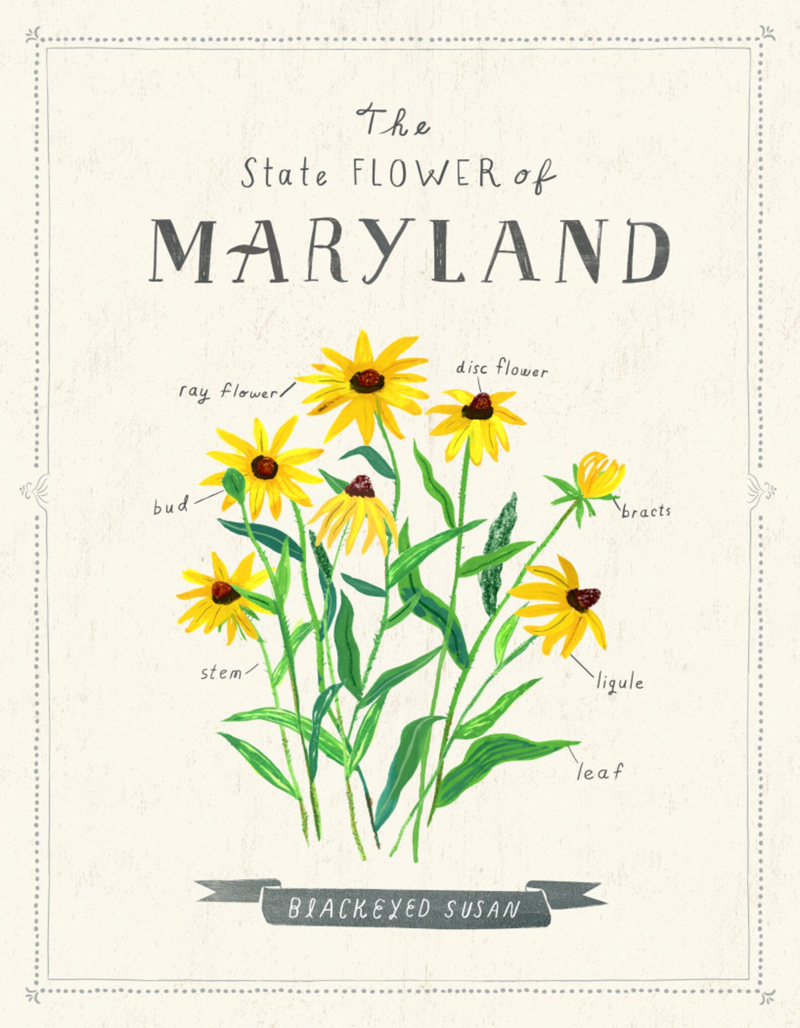 Maryland State Flower Black Eyed Susan | Etsy
