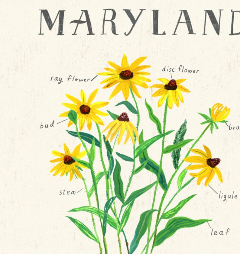 Maryland State Flower Black Eyed Susan | Etsy
