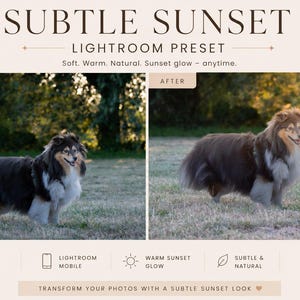 Peut inclure: Un préréglage Lightroom numérique intitulé SUBTLE SUNSET présentant une comparaison avant et après d'un chien tricolore à poils longs dans un champ. Le texte inclut Soft, Warm, Natural, Sunset glow et Transform your photos with a subtle sunset look.