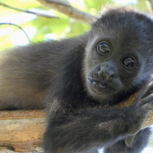 Carte de voeux bébé singe